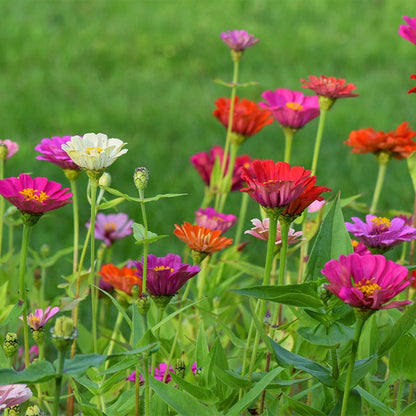 Quick Blooming Wildflower Seed Collection
