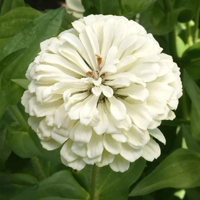 Zesty Citrus Zinnia Seed Mix