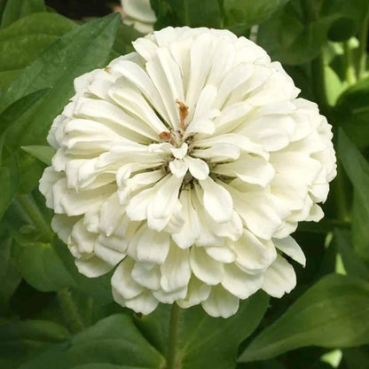 Zesty Citrus Zinnia Seed Mix